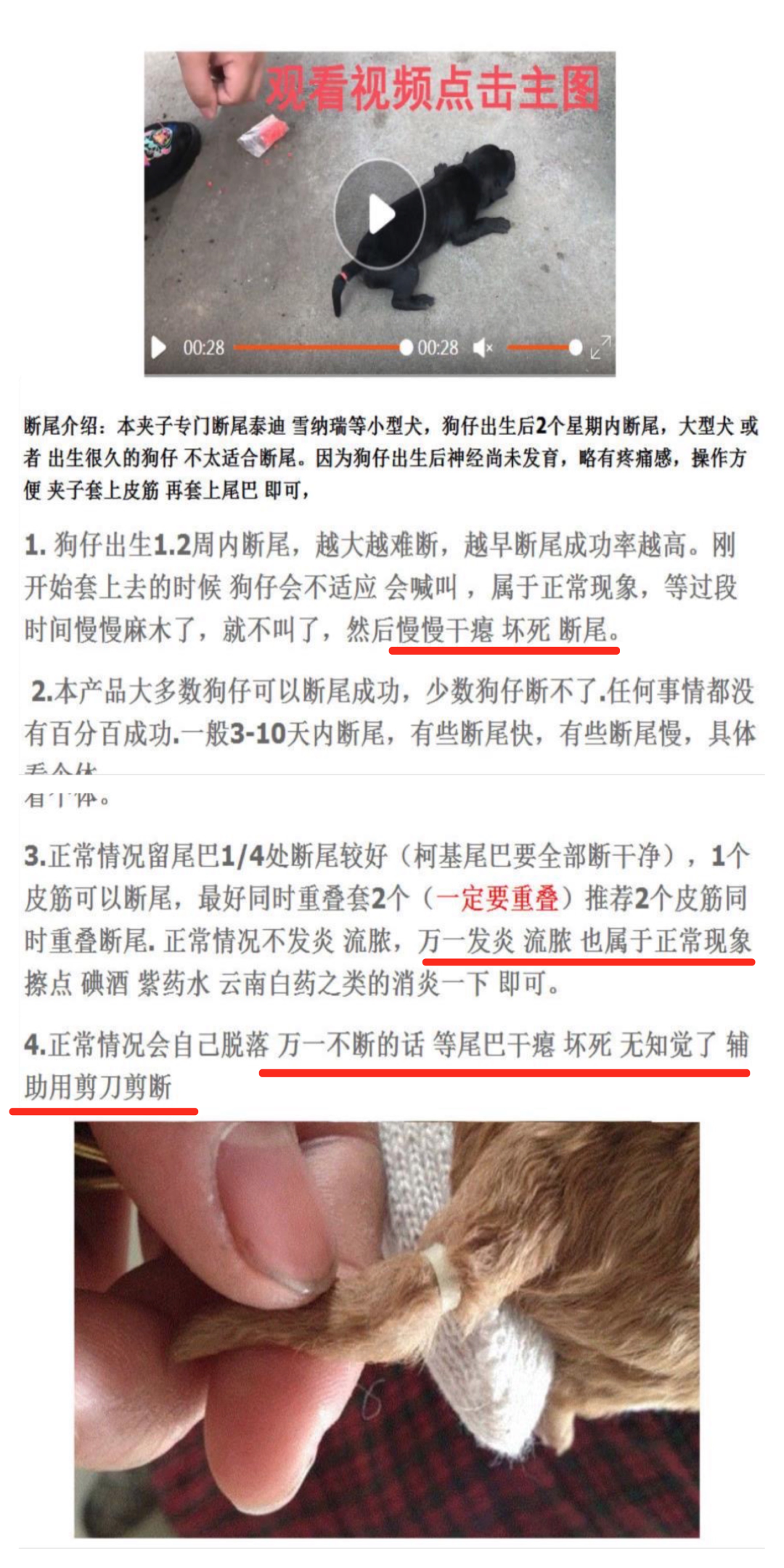 9月末,有网友在微博上揭露了这件荒唐事:一只白色的比熊犬,因为眼睛不