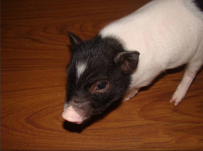 十分可爱,而家猪幼崽鼻长嘴短,一副传统的"猪相貌,和小香猪明显不同.