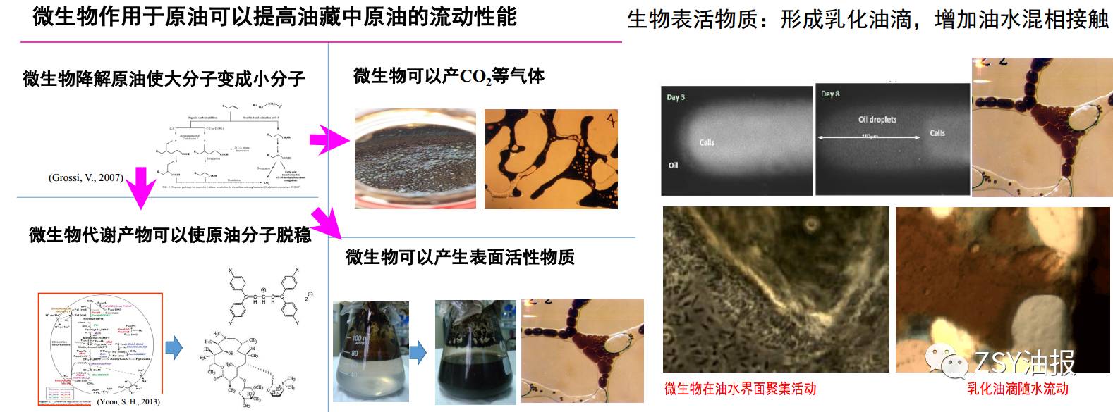 中石油玉门油田采用微生物加药措施,通开了堵塞的油路,增加了油井产量