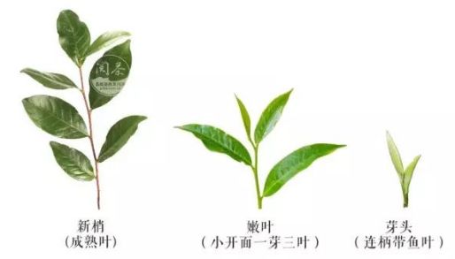 茶树鲜叶,你了解么?
