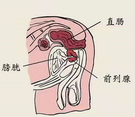 医聊父亲节必读看前列腺被雄激素催促的一生