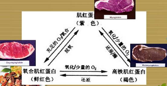 肌红蛋白本身是紫红色;与氧气结合生成氧和肌红蛋白,鲜红色,是鲜肉的