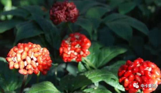 云南药材上千种，这17种名贵药材你一定要认识！