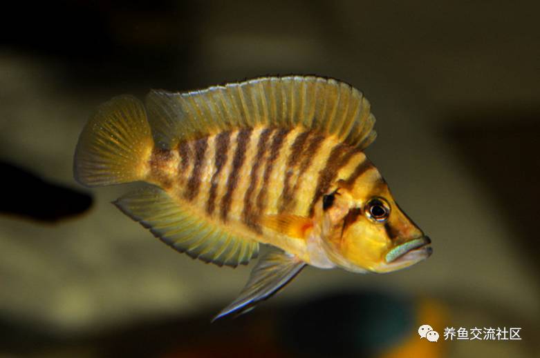 ▼sevills▼闹钟闹不醒▼小鱼哥金头虎(褐身)学名:altolamprologus