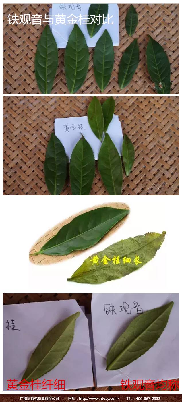 你喝是正宗的铁观音吗?