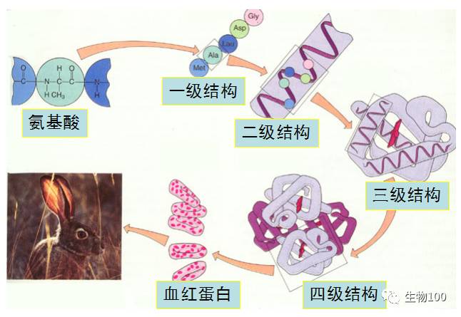 蛋白质的形成及结构多样性