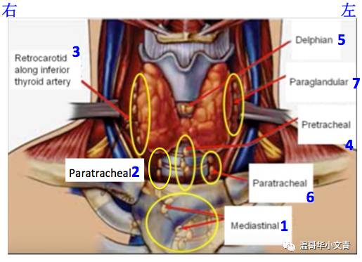 喉前淋巴结:上图中数字  5 所在的位置.