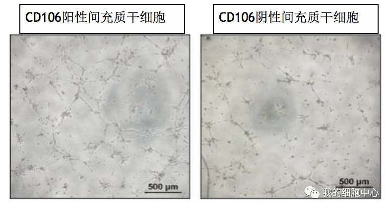 河北首道医药科技有限公司