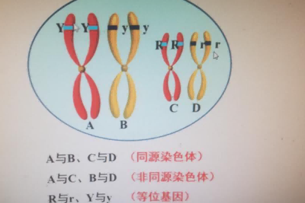 等位基因是指位于一对同源染色体相同位置上控制同一性状不同形态的