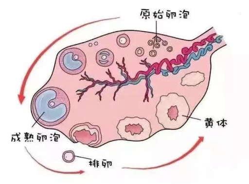 超声下的卵泡监测-健康科普-武汉市第三医院|武汉大学同仁医院