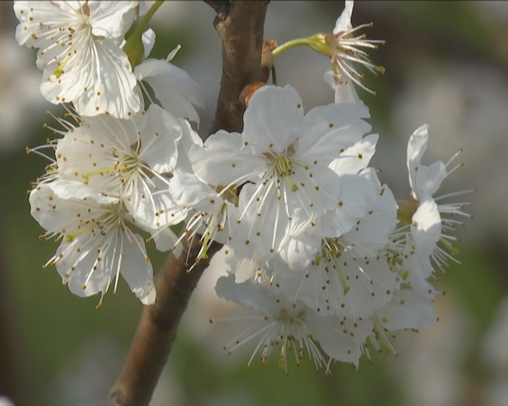 昨天六盘水万亩樱桃花上央视