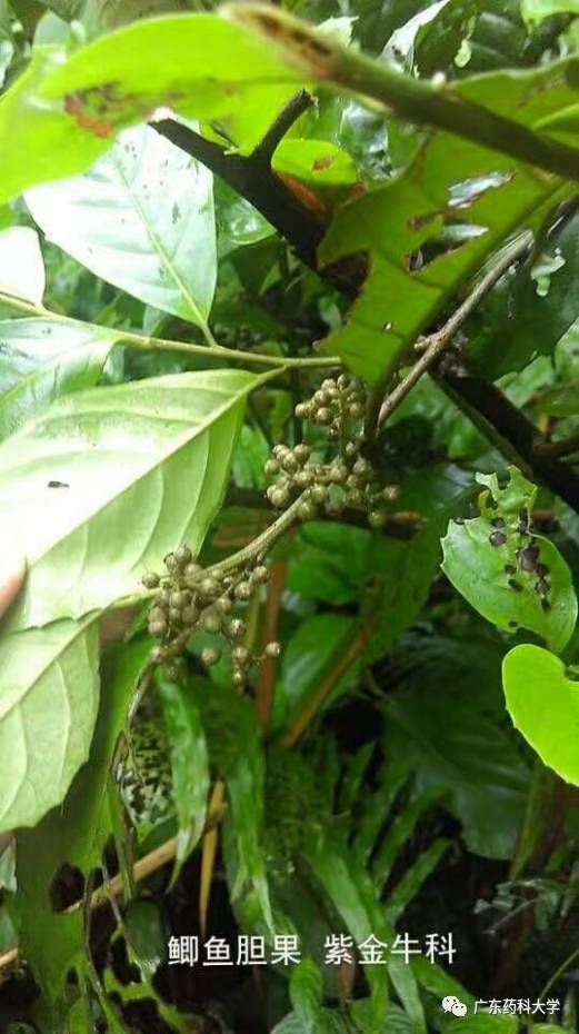 据《生草药性备要》记载,鲫鱼胆有行气,敷疮止痛,理蛇伤,生津液,止喉