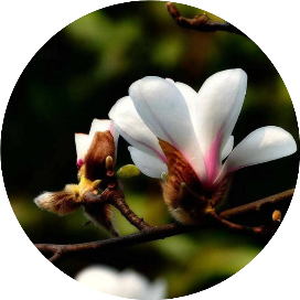 木易花香点时代