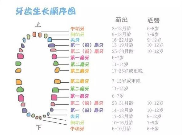 宝宝换牙的那些事儿!大胆鼓励孩子摇动那颗松动的牙齿