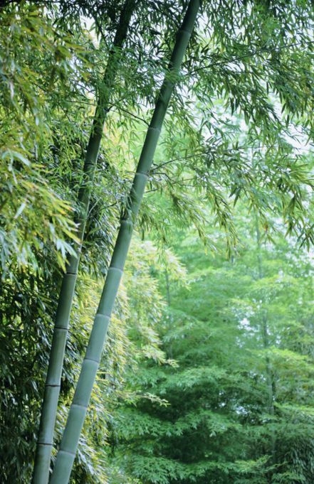 初夏时分潜入竹海,凉风穿过竹叶,阳光钻进竹林,恍若置身于 绿色梦幻之