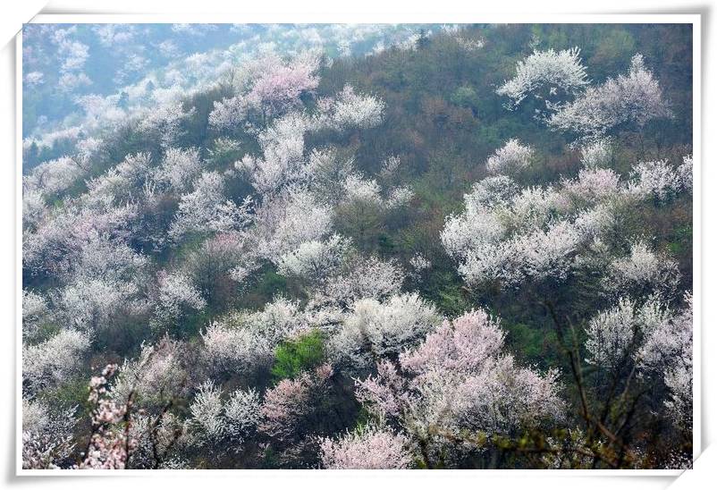 樱花正开我在大幕山上等你你还不来