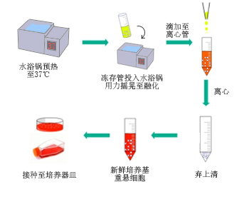 细胞学堂细胞冻存与复苏的技术原理和操作步骤