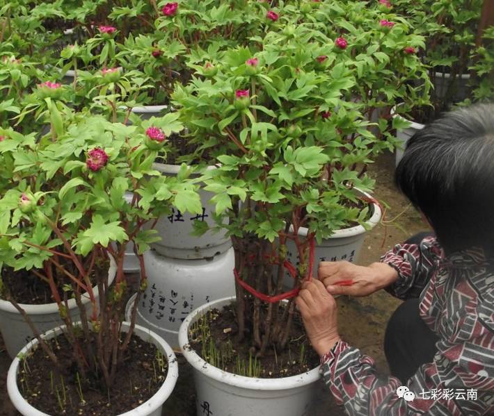 云南观赏苗木行业协会盆景分会在昆明成立