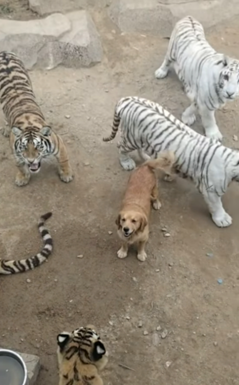 动物园虎群中惊现一只金毛，游客看得心惊胆战，园方：那是老虎的妈!