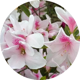 陌上花开万紫千红