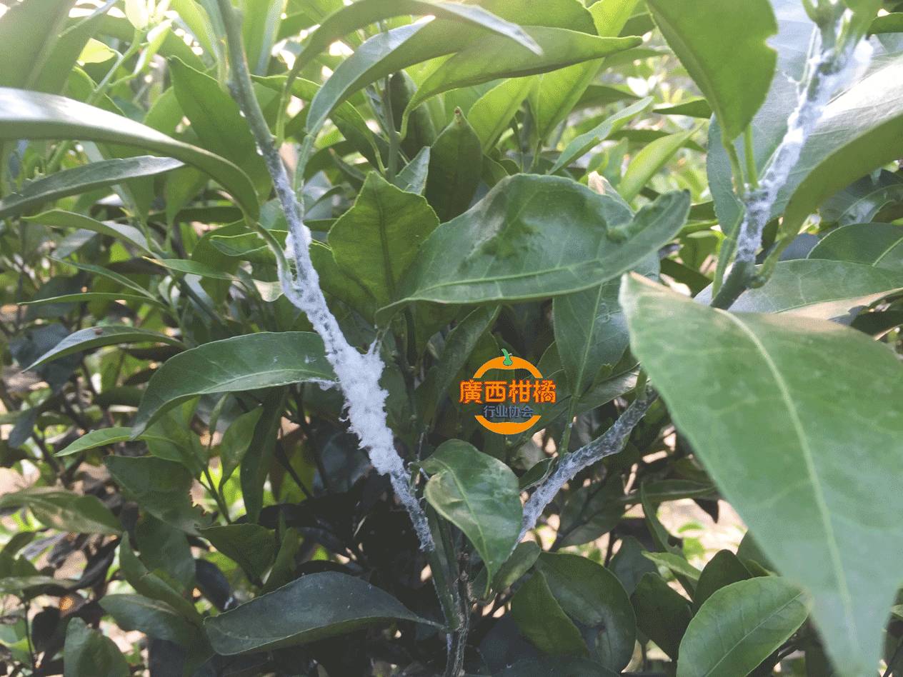 夏季注意防治柑橘蚧壳虫附高清图片和视频