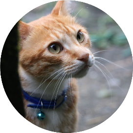 妖的写作便利店