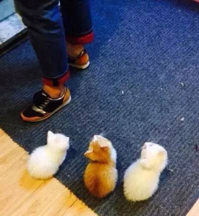铲屎的你怎么还不回来