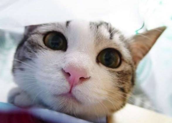 如果你家猫会直视你
