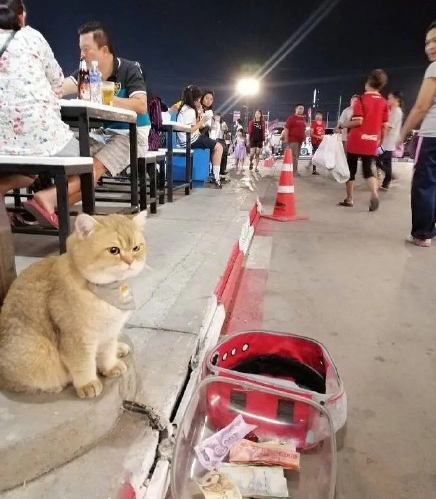 路边摊旁，宠物猫被路人投钱，一脸的不爽…