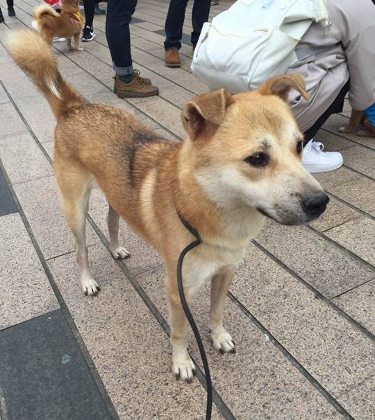 大衣柜流浪动物领养信息柴犬串串小五