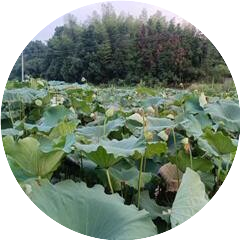 站在屋顶摘星星