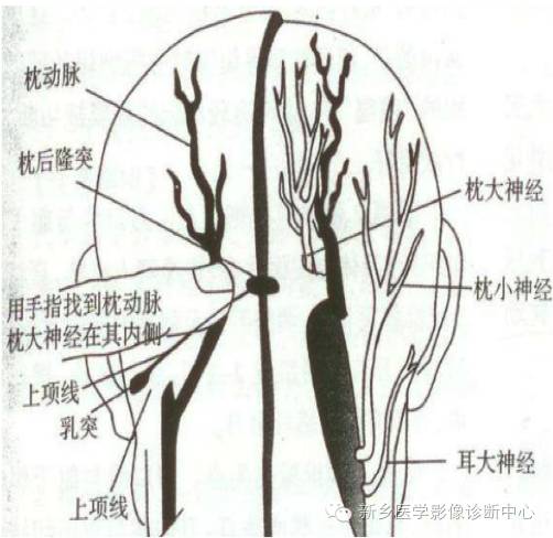 因此当枕大神经出口或枕大神经周围肌肉紧张时,就