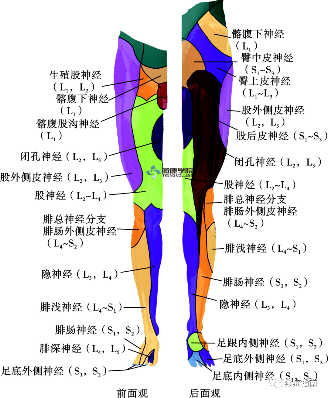 位于腰大肌的肌内,在腰椎横突之前,腰丛除就近发出分支支配腰方肌和髂