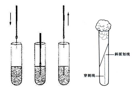 明胶等具有高层的培养基接种,半固体培养基的穿刺接种可用于观察细菌