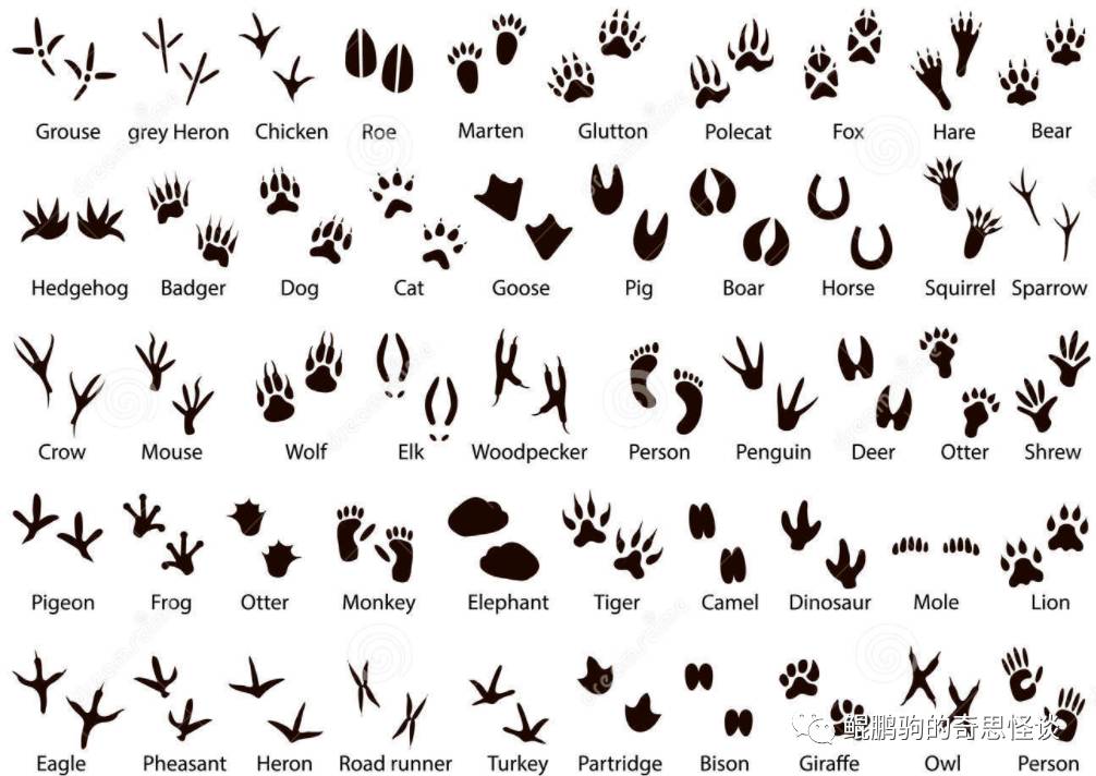鸟类与其他一些脊椎动物的爪印(图片来自网络)