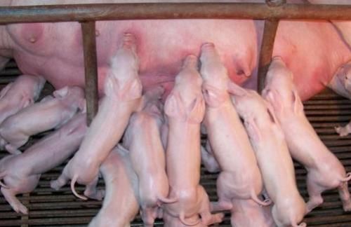 猪伪狂犬难控，到底该如何免疫？