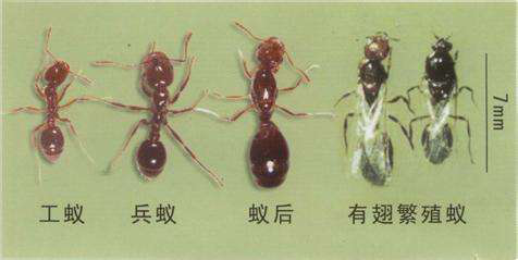 红火蚁经卵,幼虫,蛹发育为成虫,成熟蚁巢中有蚁后,雄蚁和工蚁,婚飞