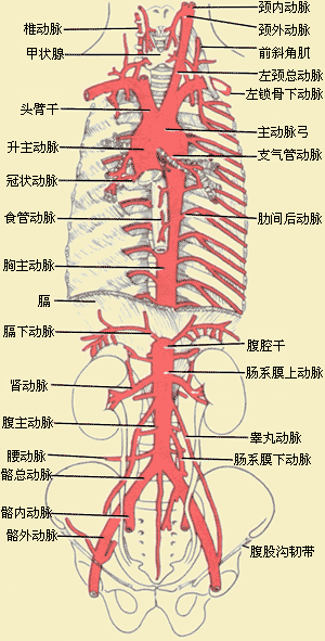 该动脉较粗短,起自髂总动脉,末端立即下降入盆腔,也分为脏支和壁支