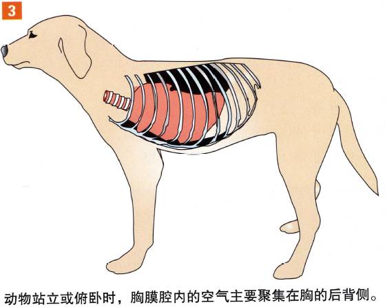 无论何时,进行胸腔穿刺时进针部位都应该位于每根肋骨的前缘,以免刺穿