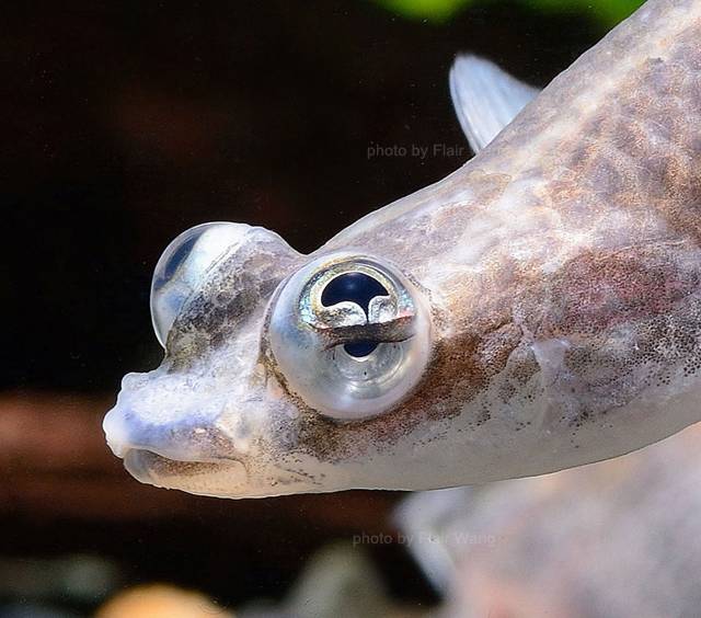 四眼鱼(foureyed fish),世界上最诡异的淡水鱼之
