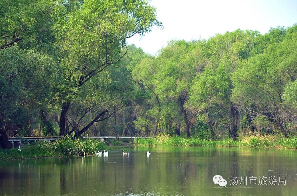 扬州这些湿地公园美得正当时