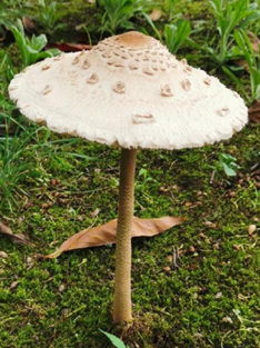 喜雨后于草坪,蕉林地生长,是华南等地引起中毒事件最多的毒蘑菇种类之