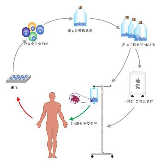 免疫细胞在体外大量扩增和激活,活力和杀伤能力显著提高,通过静脉回