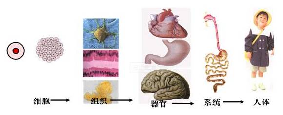 细胞 组织 器官 系统