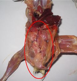 鸡传支预防有重点