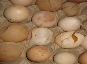 鸡传支预防有重点