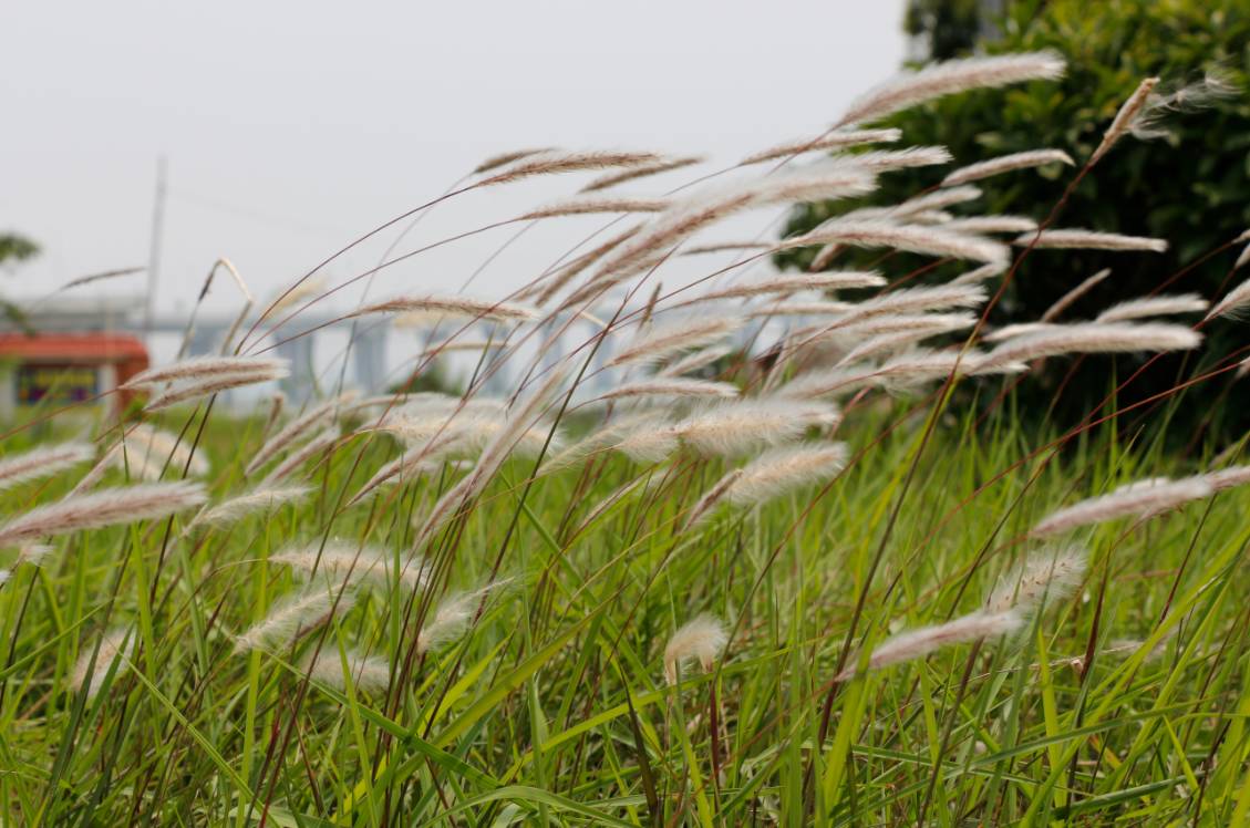 白茅  |▲ 红毛草(rhynchelytrum repens)夕阳下,远看温暖的红,近看