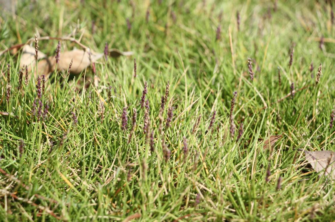 细叶结缕草  |▲ 白茅(imperata cylindrica)微风吹来,最是那一