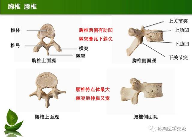 【骨病专科】骨骼解剖