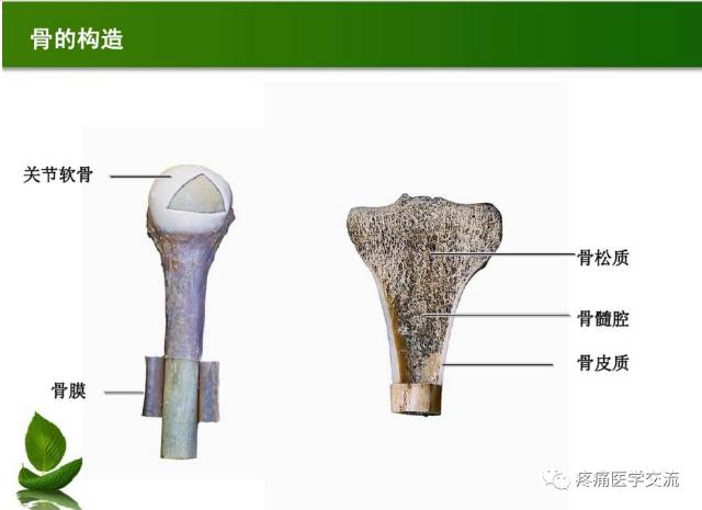 【骨病专科】骨骼解剖